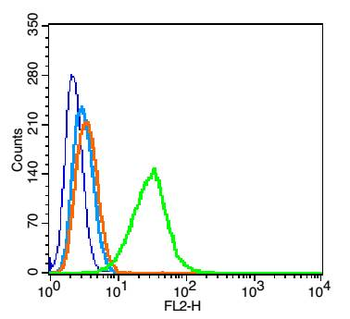 CHST1 Rabbit Polyclonal Antibody
