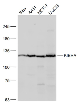 KIBRA Rabbit Polyclonal Antibody