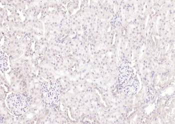 KIBRA Rabbit Polyclonal Antibody