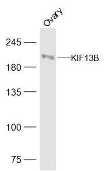 KIF13B Rabbit Polyclonal Antibody