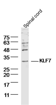KLF7 Rabbit Polyclonal Antibody