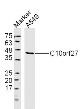 C10orf27 Rabbit Polyclonal Antibody