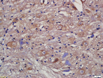 LRP130/LRPPRC Rabbit Polyclonal Antibody