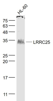 LRRC25 Rabbit Polyclonal Antibody