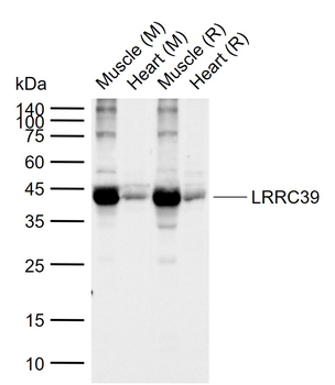 LRRC39 Rabbit Polyclonal Antibody