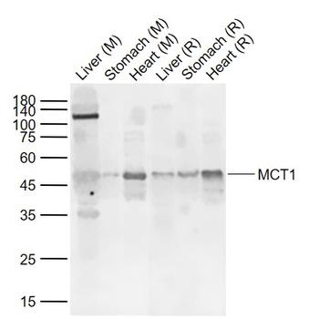 MCT1 Rabbit Polyclonal Antibody