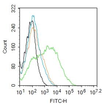 GRM1 Rabbit Polyclonal Antibody
