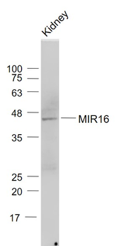 MIR16 Rabbit Polyclonal Antibody