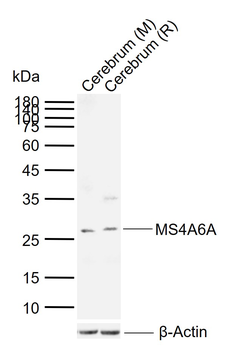 MS4A6A Rabbit Polyclonal Antibody