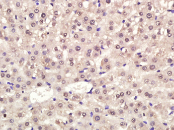 Multicilin Rabbit Polyclonal Antibody