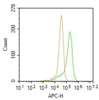 Phospho-PTPN6 (Tyr536) Rabbit Polyclonal Antibody (BF647)
