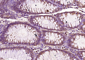 Nemo-like kinase Rabbit Polyclonal Antibody