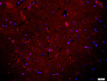 Neuronatin Rabbit Polyclonal Antibody