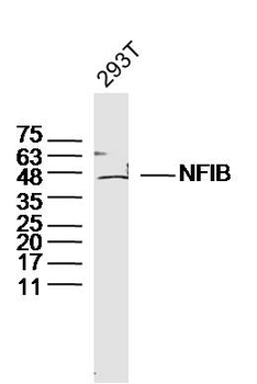 NFIB Rabbit Polyclonal Antibody