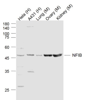 NFIB antibody