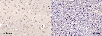 Neurogranin Rabbit Polyclonal Antibody