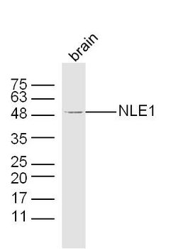 NLE1 Rabbit Polyclonal Antibody