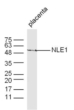 NLE1 Rabbit Polyclonal Antibody
