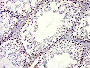 NNOS Rabbit Polyclonal Antibody