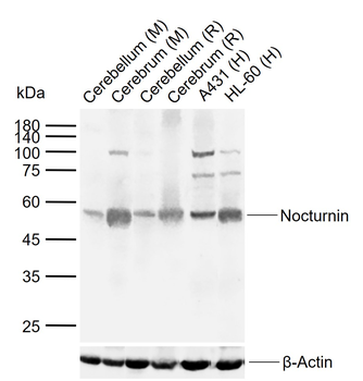 NOCT Rabbit Polyclonal Antibody