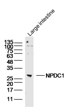 NPDC1 Rabbit Polyclonal Antibody