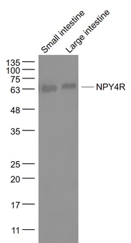 NPY4R Rabbit Polyclonal Antibody
