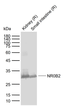 NR0B2 Rabbit Polyclonal Antibody