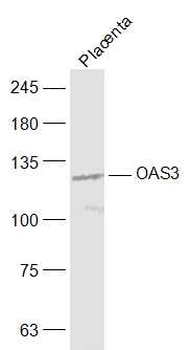 OAS3 Rabbit Polyclonal Antibody