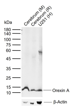 Orexin A Rabbit Polyclonal Antibody