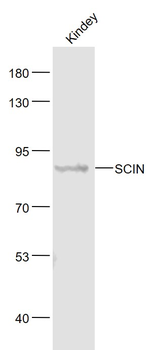 P2X5b Rabbit Polyclonal Antibody