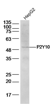 P2Y10 Rabbit Polyclonal Antibody