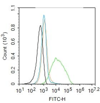 P2Y8 Rabbit Polyclonal Antibody