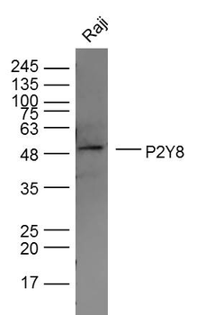 P2Y8 Rabbit Polyclonal Antibody
