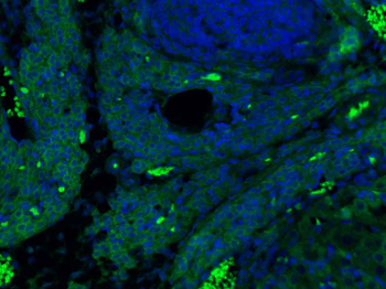 P2Y9 Rabbit Polyclonal Antibody