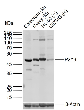 P2Y9 Rabbit Polyclonal Antibody