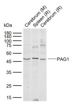 PAG1 Rabbit Polyclonal Antibody