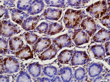 Pantophysin Rabbit Polyclonal Antibody