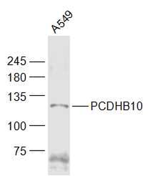 PCDHB10 Rabbit Polyclonal Antibody