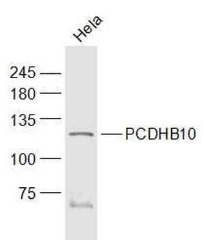PCDHB10 Rabbit Polyclonal Antibody
