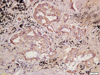 PCDHB10 Rabbit Polyclonal Antibody