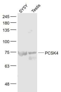 PCSK4 Rabbit Polyclonal Antibody