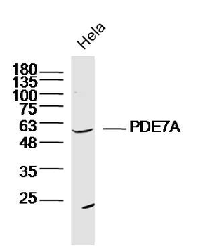 PDE7A Rabbit Polyclonal Antibody