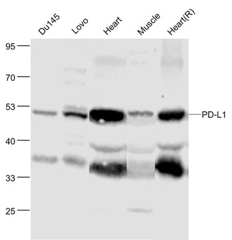 PDL1 antibody