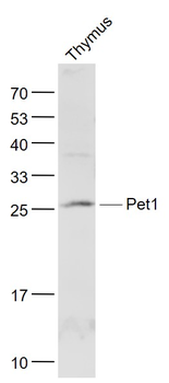 Pet1 Rabbit Polyclonal Antibody