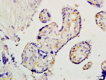Placental lactogen I+II Rabbit Polyclonal Antibody