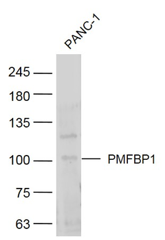 PMFBP1 Rabbit Polyclonal Antibody