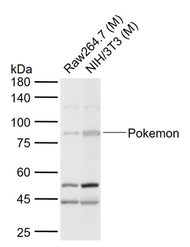 Pokemon Rabbit Polyclonal Antibody