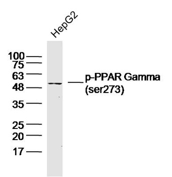 PPAR Gamma (Phospho-ser273) antibody