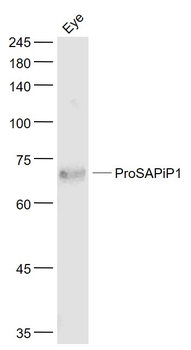ProSAPiP1 Rabbit Polyclonal Antibody