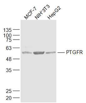 PTGFR Rabbit Polyclonal Antibody